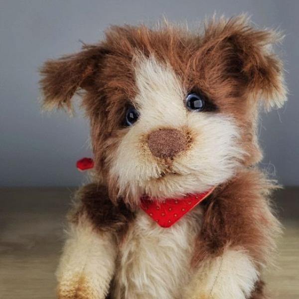 Sheltie Puppy